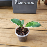 Hoya latifolia 'Albomarginata' (Previously hoya macrophylla 'Albomarginata')
