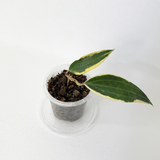 Hoya latifolia 'Albomarginata' (Previously hoya macrophylla 'Albomarginata')