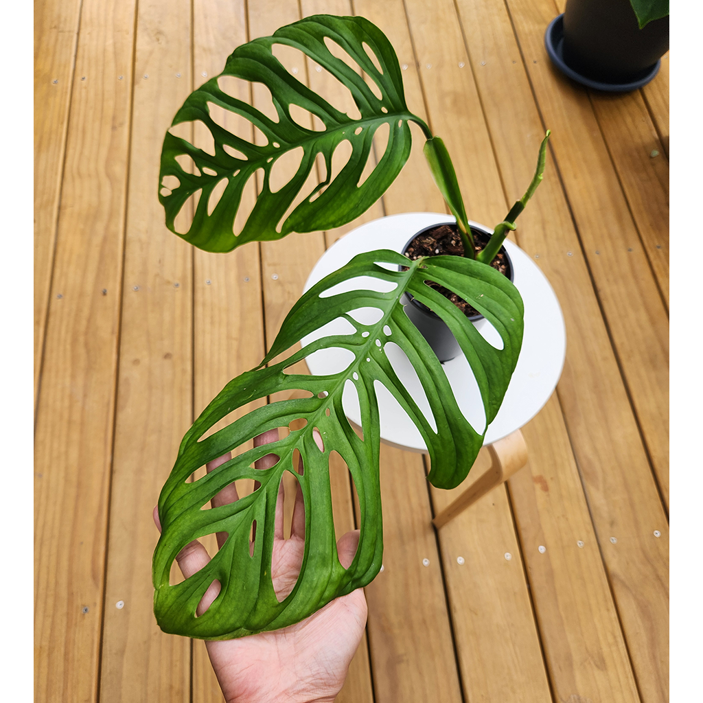 Monstera esqueleto – Plantis
