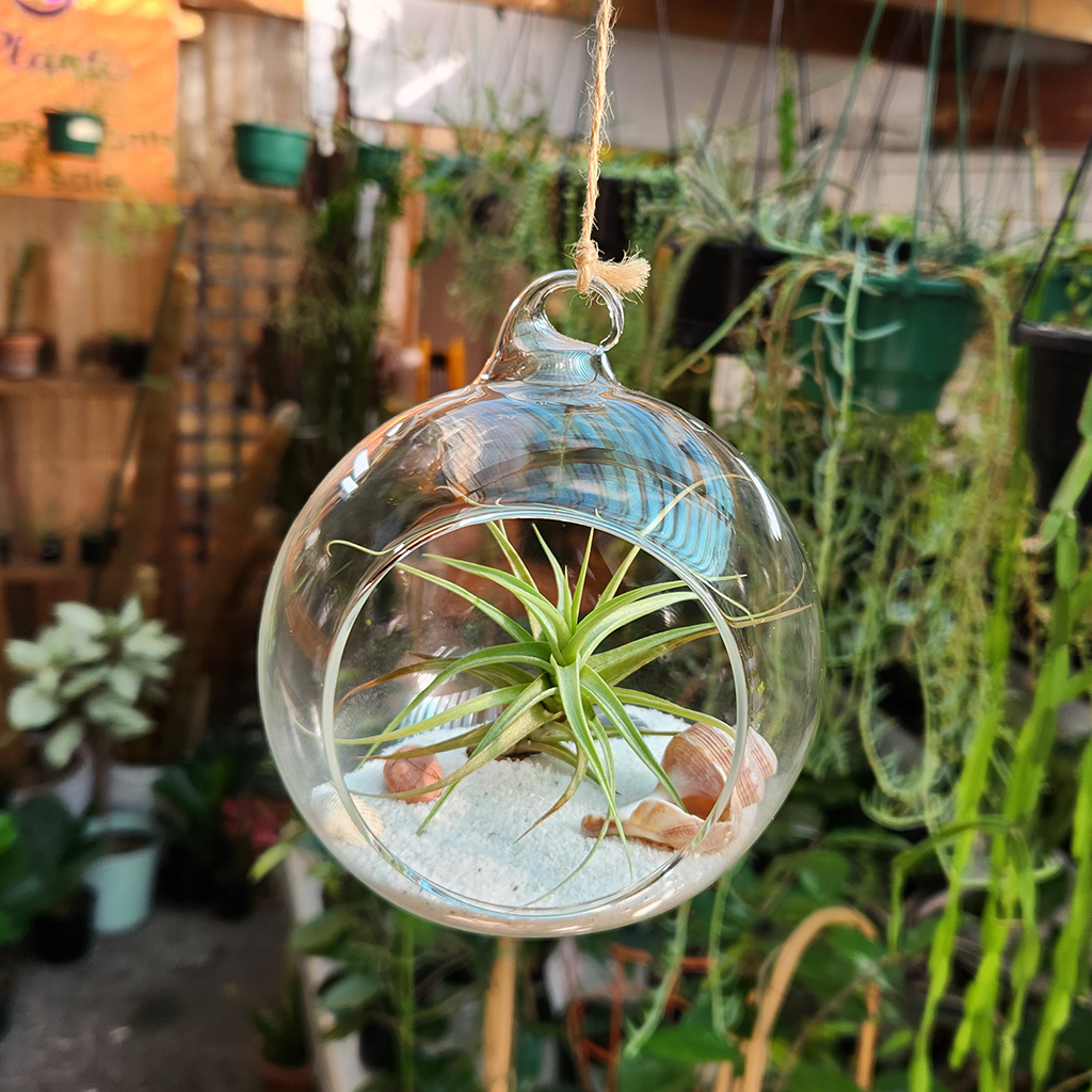 hanging glass globes for air plants Air Plant Orb – Plantis