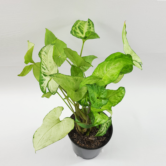Arrowhead plant (Syngonium podophyllum)