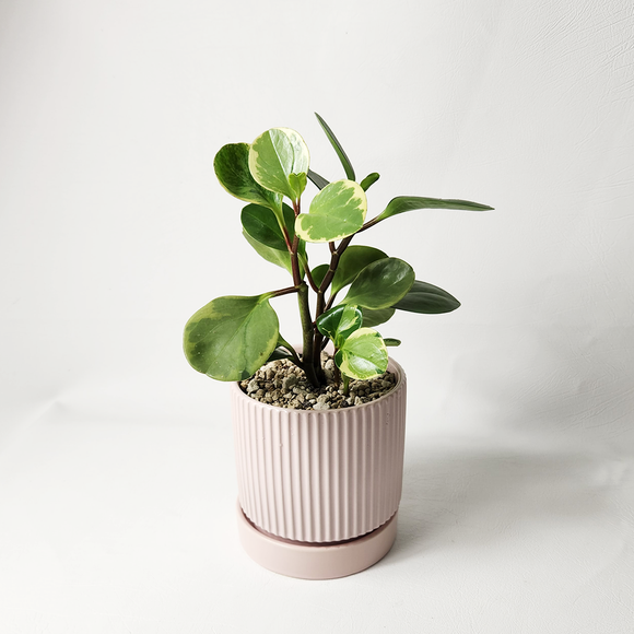 Baby Rubber Plant in Ceramic Pot
