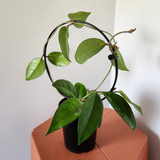 Hoya dasyantha