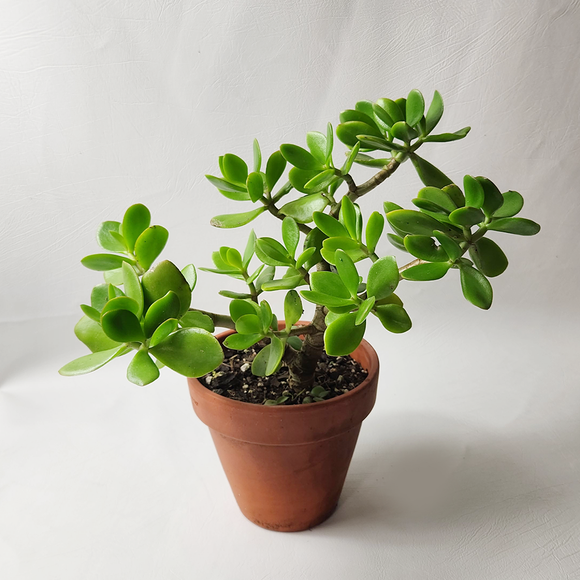 Jade Plant in Terracotta