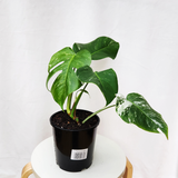 Variegated Monstera Borsigiana Albo