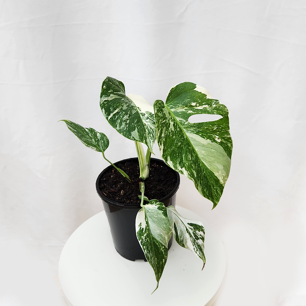 monstera deliciosa albo variegata nz Variegated Monstera Borsigiana Albo – Plantis