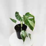 Variegated Monstera Borsigiana Albo