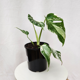 Variegated Monstera Borsigiana Albo