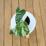 Variegated Monstera Borsigiana Albo