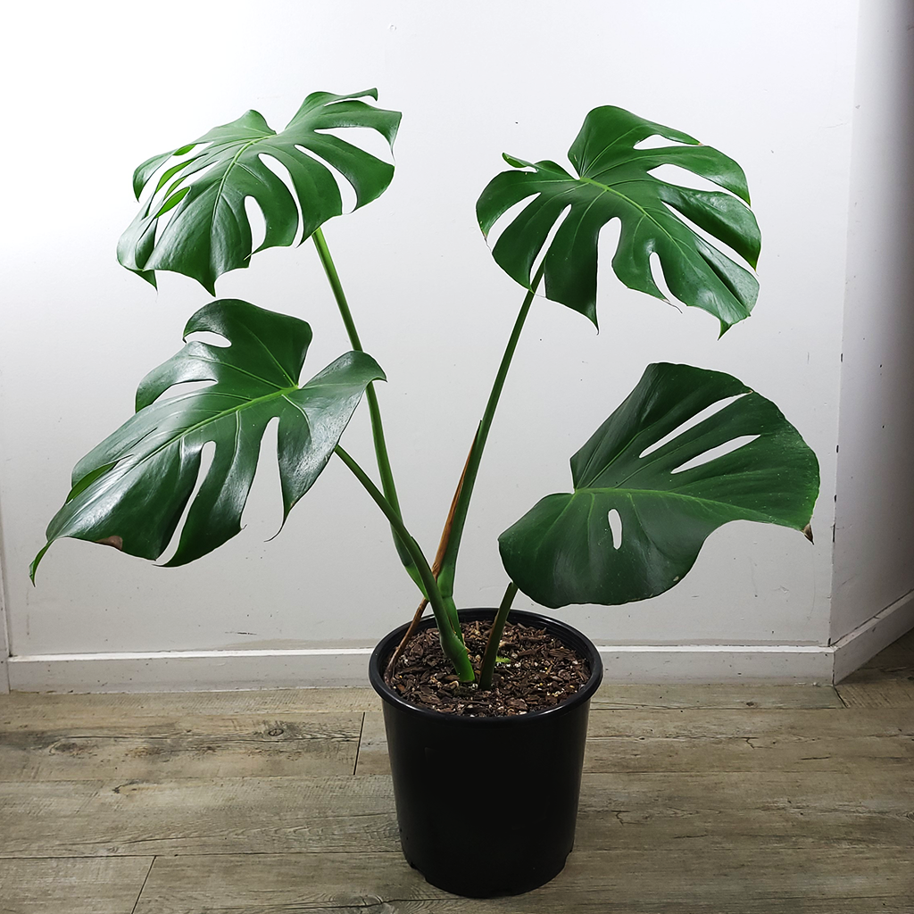 monstera deliciosa christchurch Monstera deliciosa 5L – Plantis