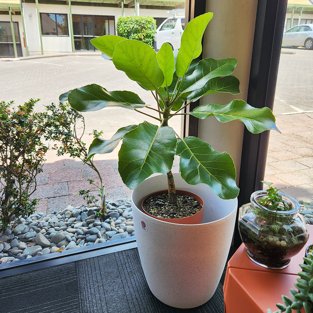 puka plant indoor Puka tree (Meryta sinclairii) with cover pot – Plantis