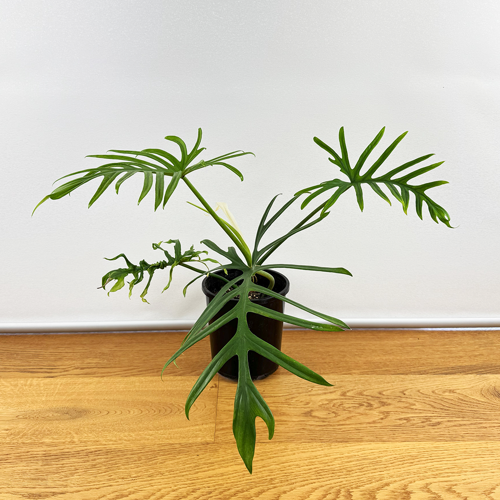 philodendron elegans Philodendron elegans – Plantis
