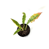 Philodendron Ring of Fire