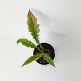 Philodendron Ring of Fire