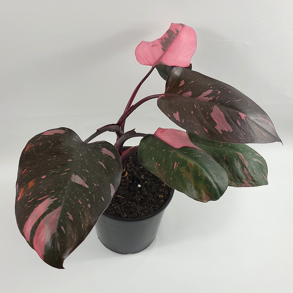 Pink Princess Philodendron – Plantis