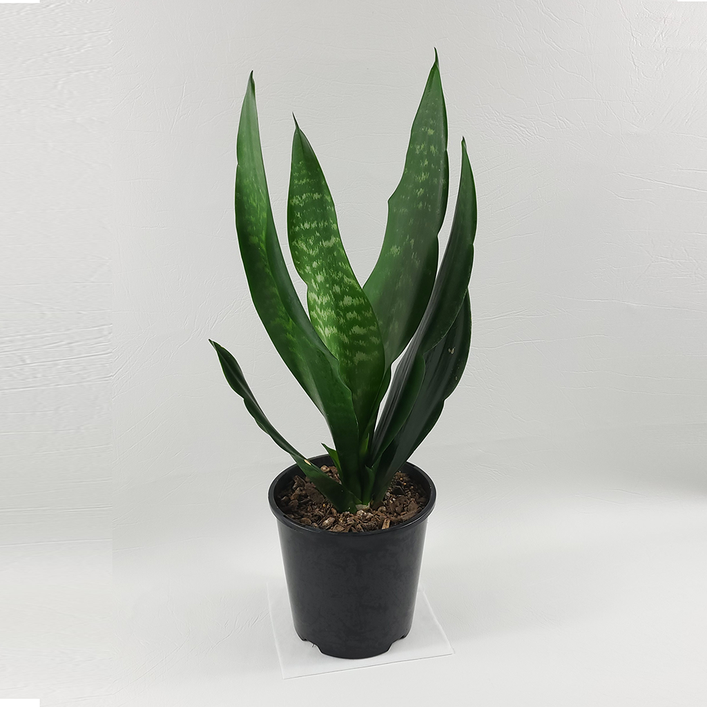sansevieria nz Snake Plant (Sansevieria Trifasciata Black Coral) – Plantis