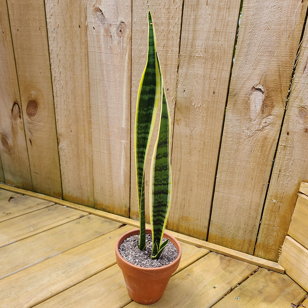 Snake Plant (Sansevieria Trifasciata Laurentii) – Plantis