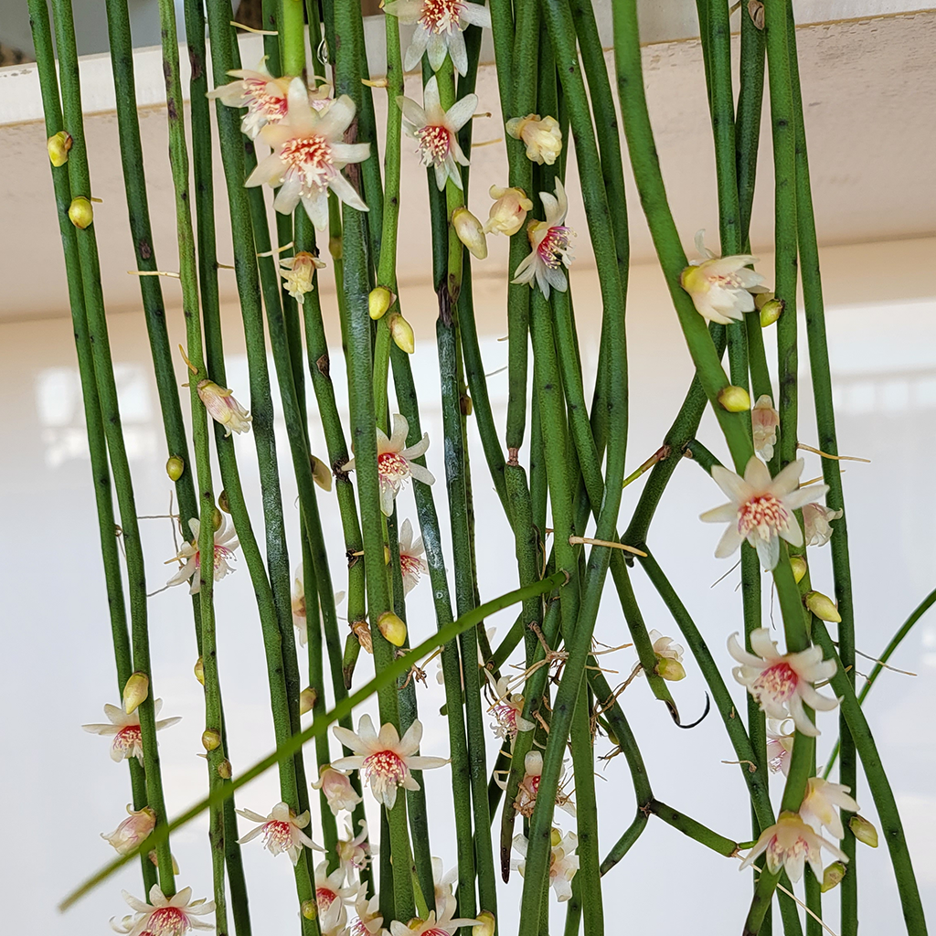 spaghetti plant succulent Spaghetti Cactus (Rhipsalis baccifera) – Plantis