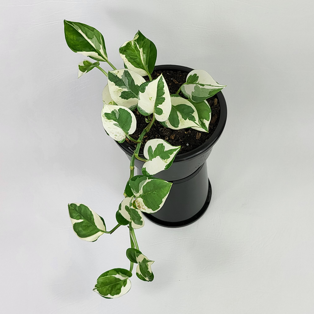 pothos n joy nz N'joy Pothos (Epipremnum Aureum) – Plantis