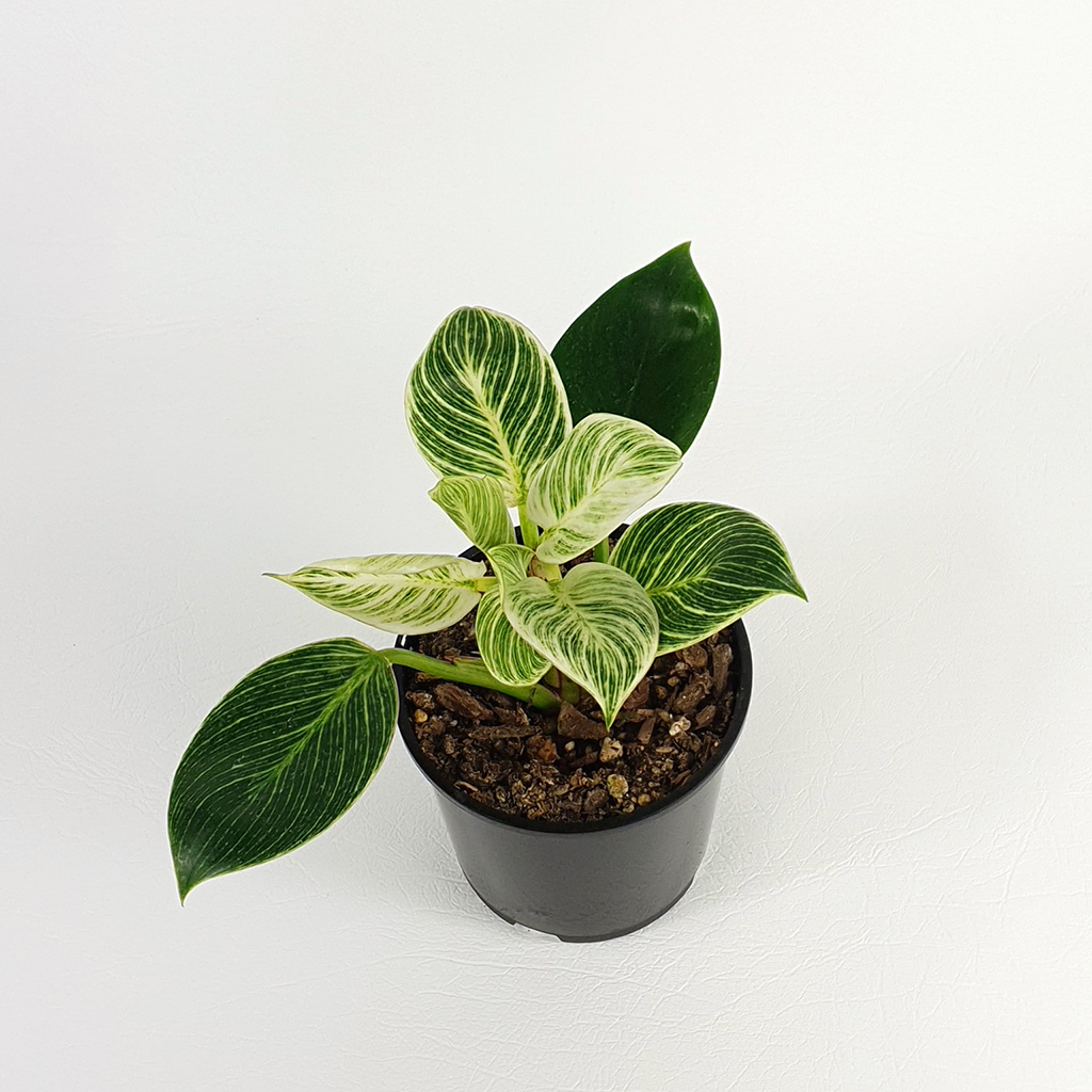 philodendron birkin nz Philodendron birkin – Plantis