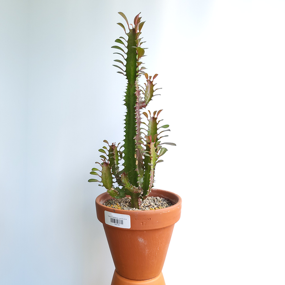 Euphorbia Trigona Cactus in Terracotta