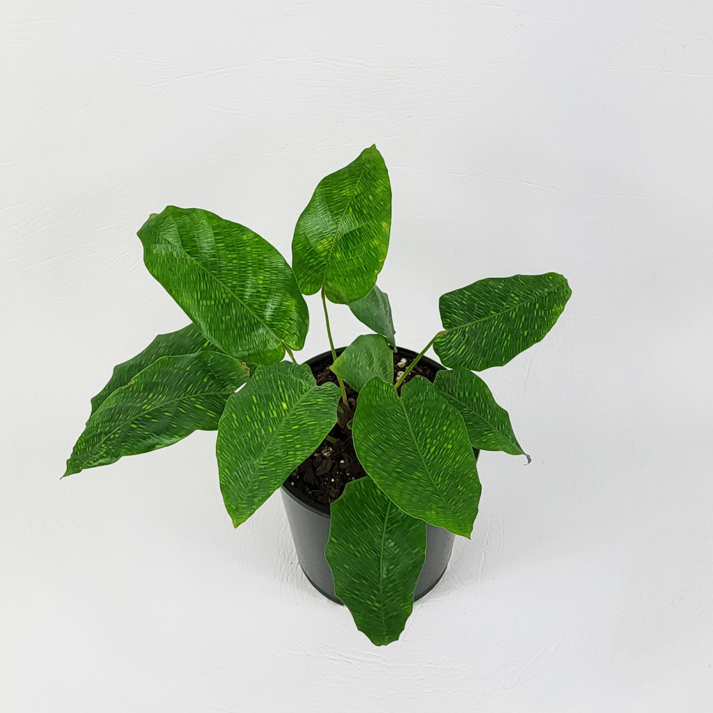 Calathea musaica 'Network'  Plantis