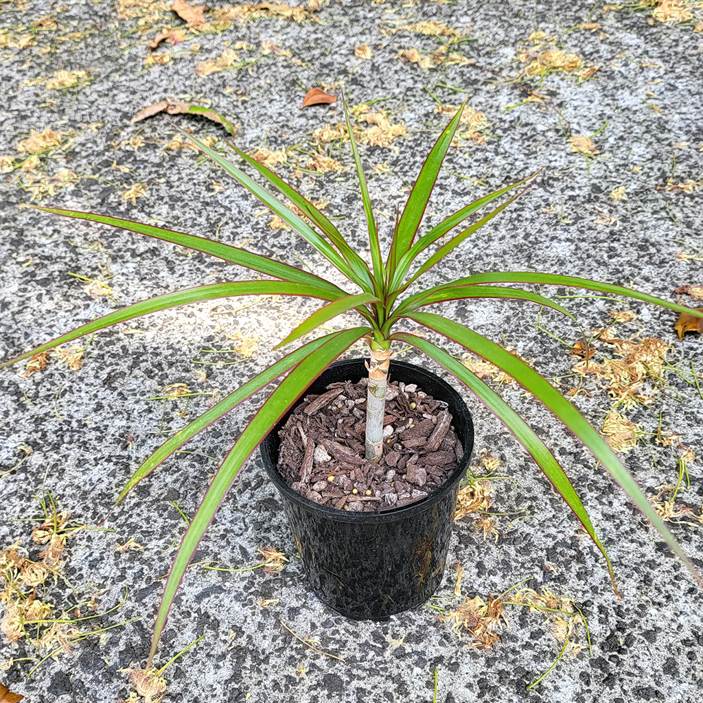 dracaena marginata nz Dragon Tree (Dracaena Marginata) – Plantis