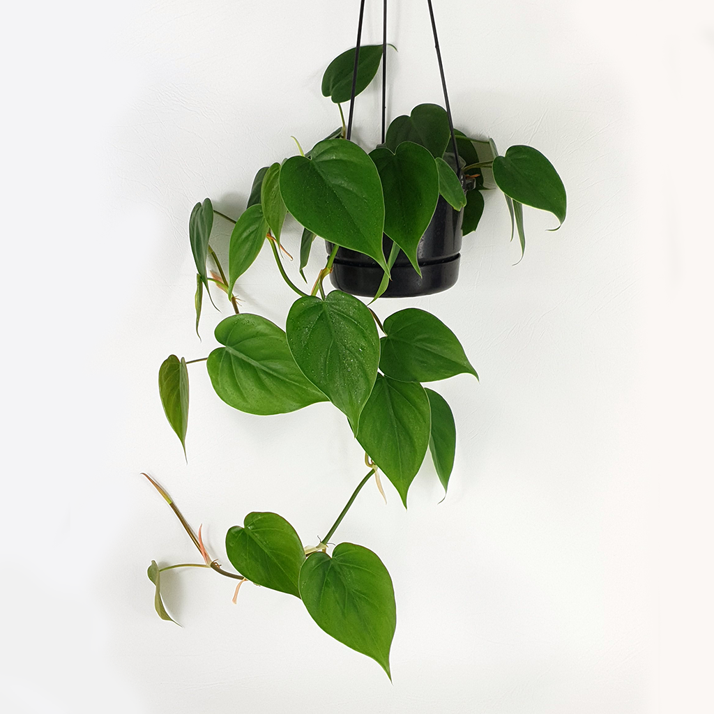 heart leaf philodendron nz Heart-leaf Philodendron – Plantis