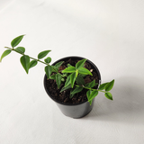 Hoya bella (Hoya lanceolata ssp. bella)