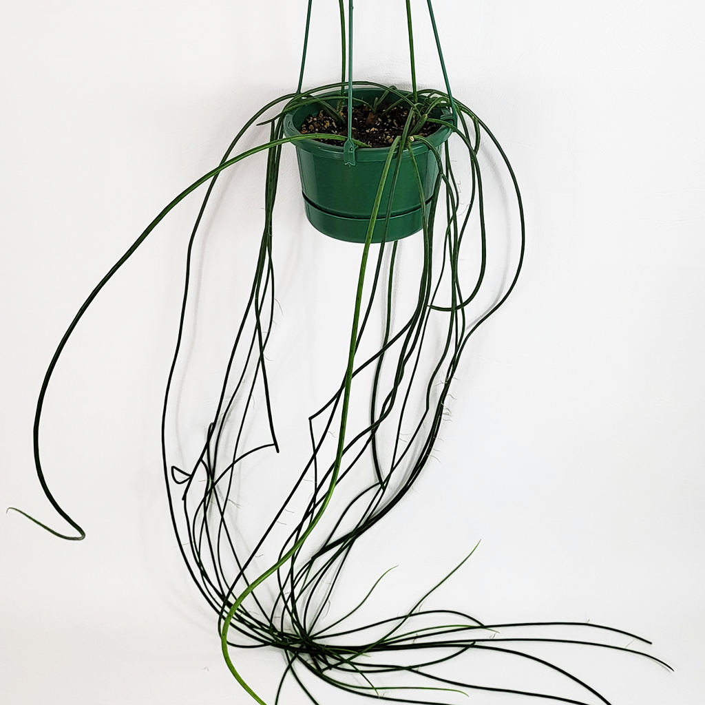 Spaghetti Cactus (Rhipsalis baccifera) – Plantis