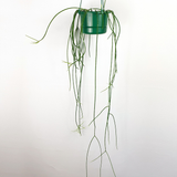 Spaghetti Cactus (Rhipsalis baccifera)
