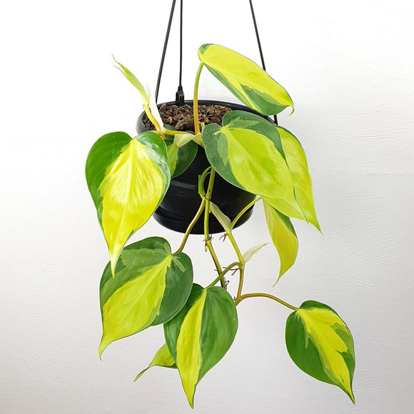 Foliage