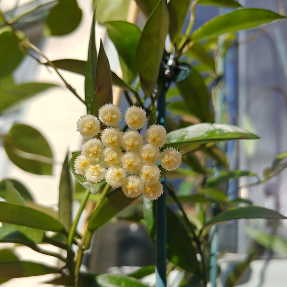 hoya lacunosa flower