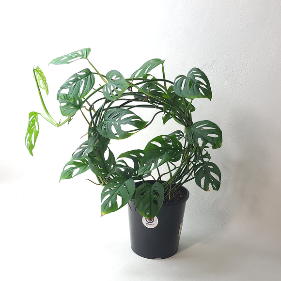 trellis