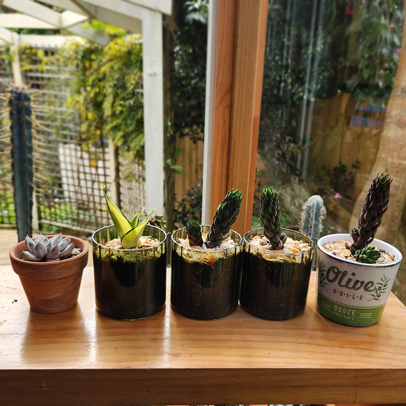 Pots of joy