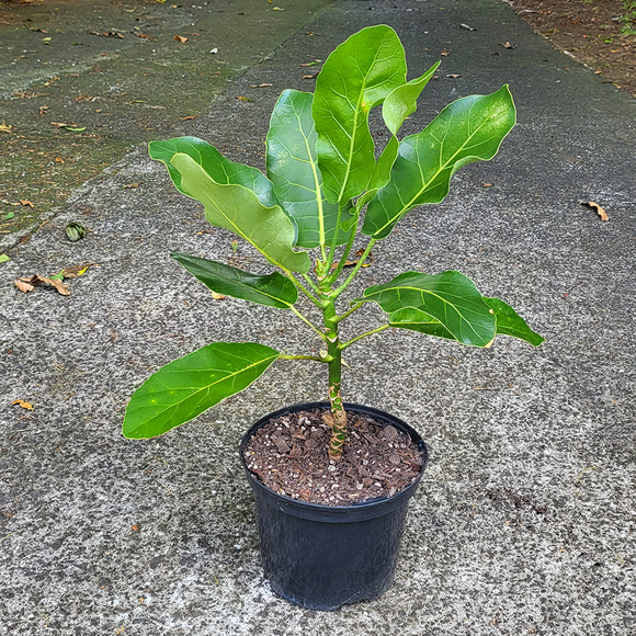 Large plant