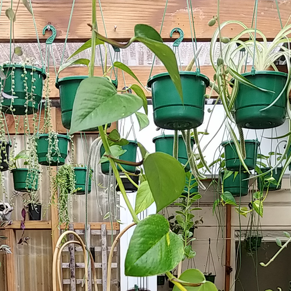 Trailing plants
