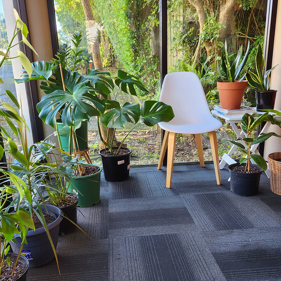 Office plants