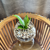 Snake plant - Pots of Happiness collection