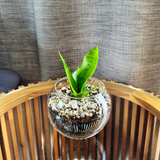 Snake plant - Pots of Happiness collection