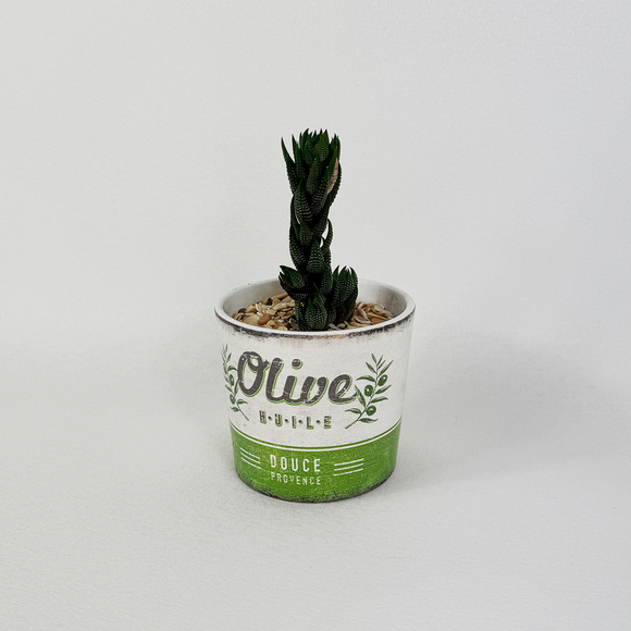 Haworthia Coarctata - Pots of Joy collection