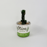 Haworthia Coarctata - Pots of Joy collection