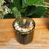 Haworthia Coarctata - Pots of Joy collection