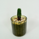 Haworthia Coarctata - Pots of Joy collection