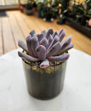 Succulent 10cm - Pots of Happiness collection