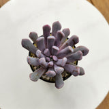 Succulent 10cm - Pots of Happiness collection
