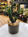 Succulent 10cm - Pots of Happiness collection