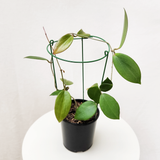 Hoya nicholsoniae