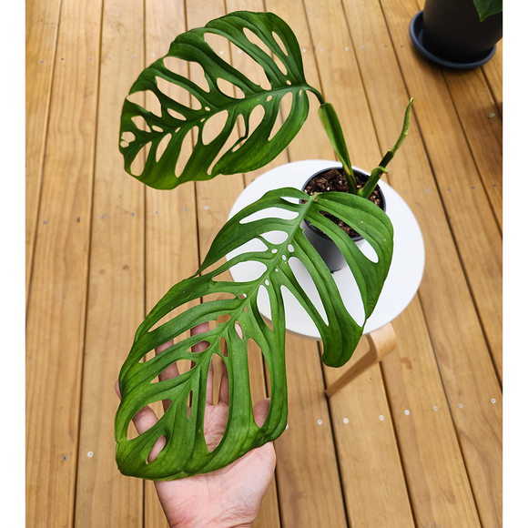Monstera esqueleto