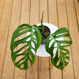 Monstera esqueleto